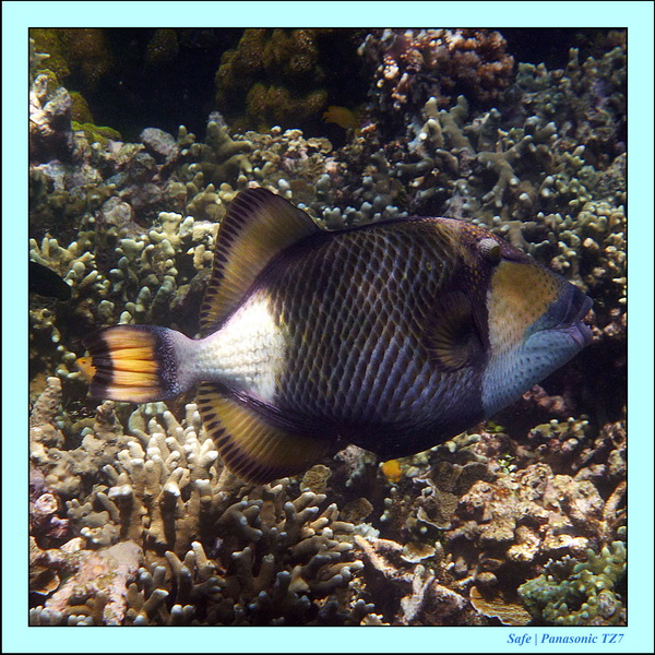 2012 - 07 - Dauin Sanctuary 60